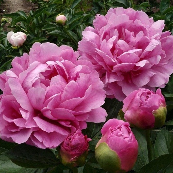etroluna